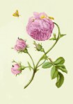 Merian Maria Sibylla; Buschrose mit Miniermotte, Larve und Puppe,ca 1679